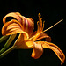 Feuerlilie - Blütenkelch