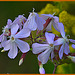 Phlox Paniculata