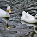 Pair of Pekin Ducks