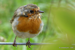 The Deerhide Robin