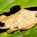 IMG 7533frog