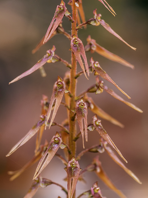 Neottia bifolia (Southern Twayblade orchid)