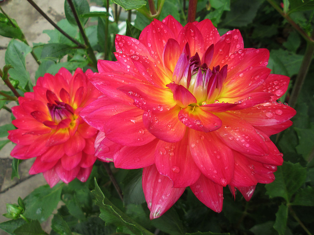 Dahlia dew, Great Dixter.