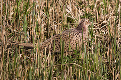 20170406 2746VRTw [D~MS] Fasan (Phasianus colchicus) [w], Rieselfelder, Münster