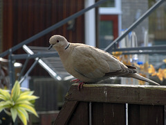 Turkisch Dove