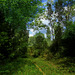 Northern Stony Creek Metropark trails, a federally protected area for the Eastern Massasauga Rattlesnake