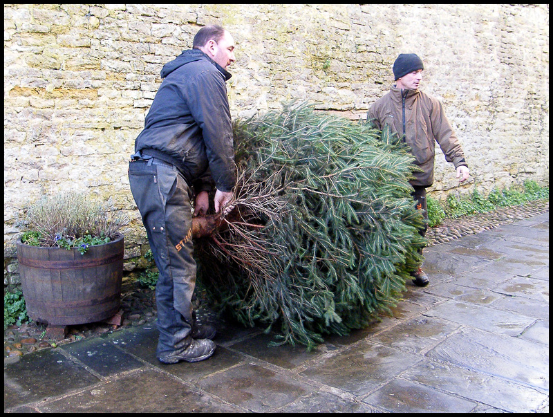 bringing in the tree