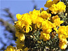 Gorse bush is out in flower