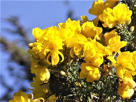 Gorse bush is out in flower