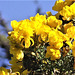Gorse bush is out in flower