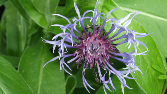 My cornflowers are starting to flower