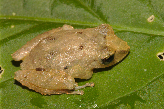 IMG 8010frog