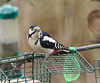 EF7A3393Greaterspottedwoodpecker