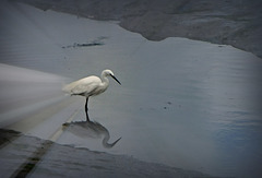 Aigrette