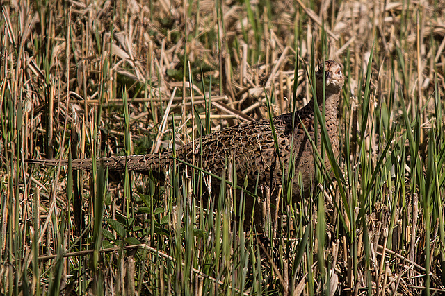 20170406 2747VRTw [D~MS] Fasan (Phasianus colchicus) [w], Rieselfelder, Münster