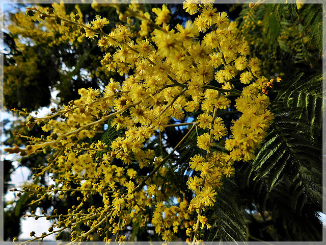 Mimosa sur le chemin avec note