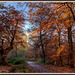 Burnham Beeches by Road