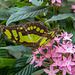 A butterfly at Chester Zoo