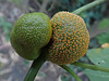 Strange galls - near Goha Hotel, Gondar