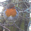 The ever-present Gazebo Robin!