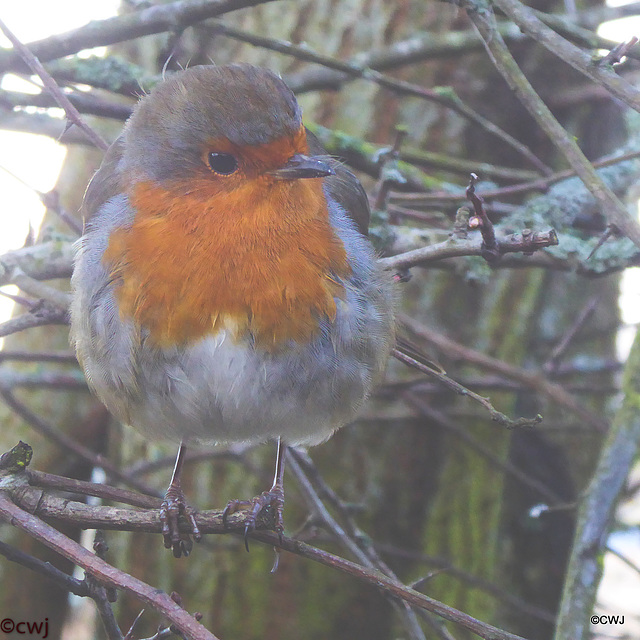 The ever-present Gazebo Robin!