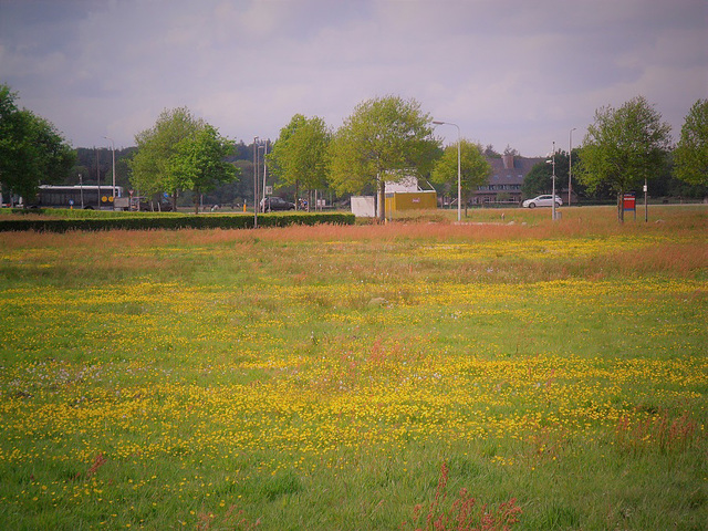 steenwijk