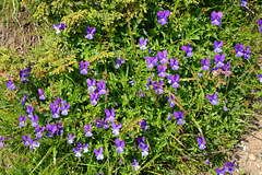 Bulgaria, Violet Wild Flowers on the Upper Trail in the "Rila Lakes" Circus