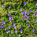 Bulgaria, Violet Wild Flowers on the Upper Trail in the "Rila Lakes" Circus