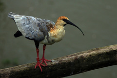 Sous un angle différent , Ibis des Andes .