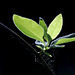 Vert tendre