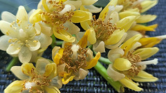 Lindenblüten