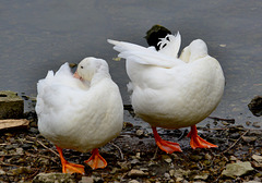 Preening Pekin Ducks