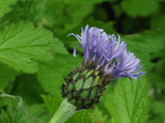 Cornflower