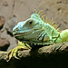 Grüner Leguan (Iguana iguana)