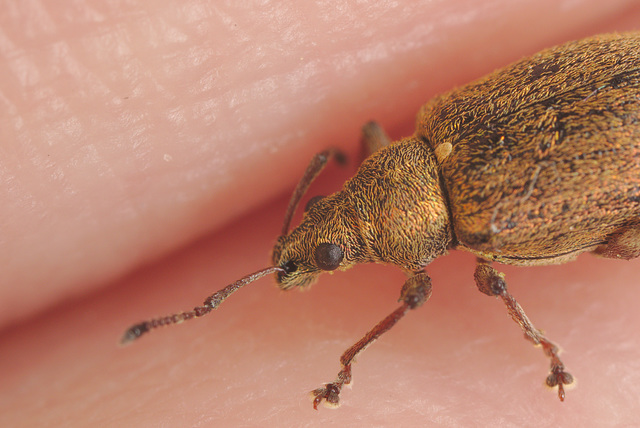 EF7A8893weevilcloseup