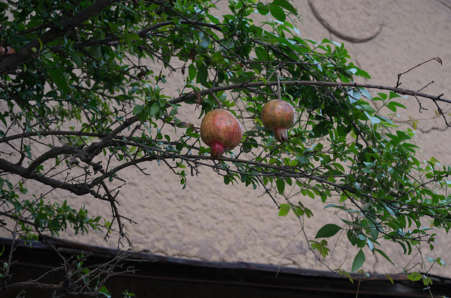 Pomegranate