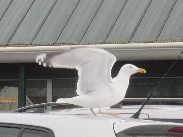 Mr Seagull about to take off