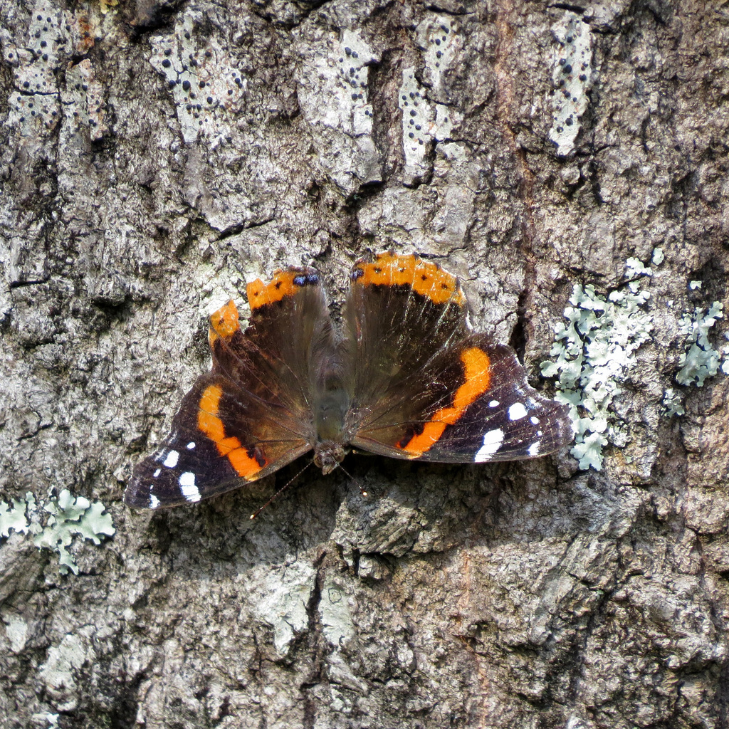 Red admiral butterfly