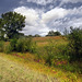 Trail through the northern part of the nature center, protected wilderness.