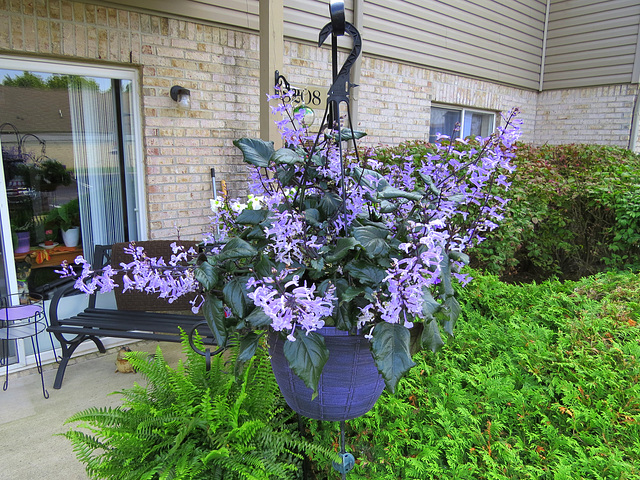 Spurflowers (Plectranthus) for the hummingbirds.