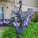 Spurflowers (Plectranthus) for the hummingbirds.