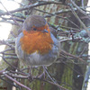 The ever-present Gazebo Robin!