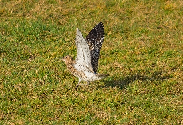 Brachvogel 1