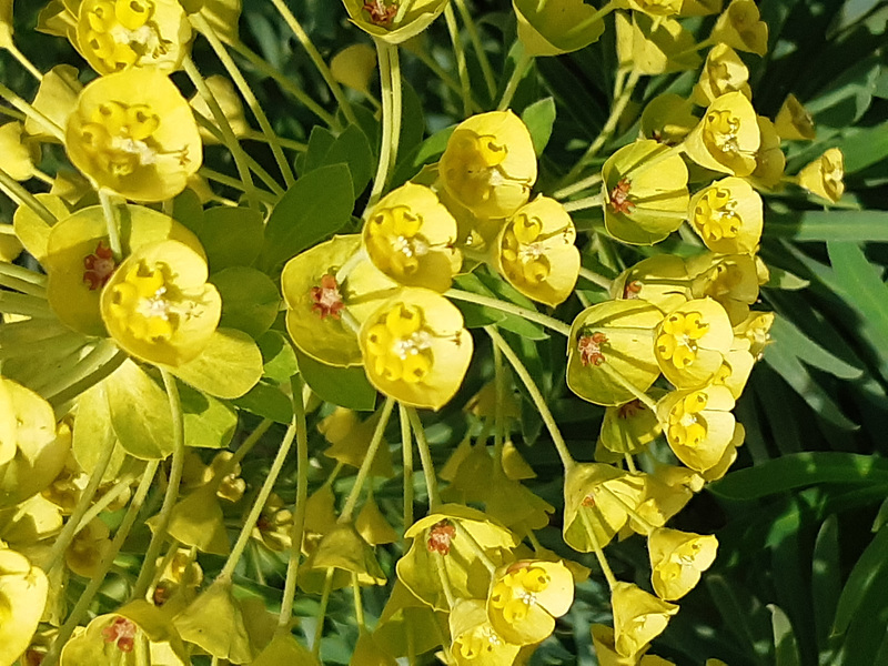 Euphorbe