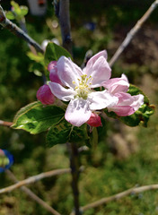 Printemps
