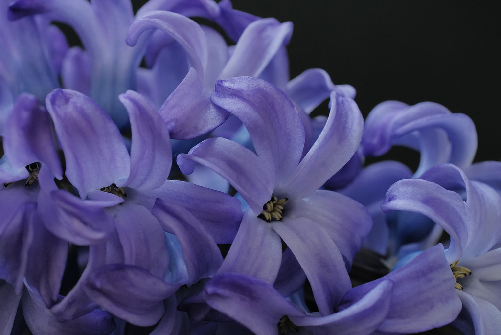 Hyacinthus