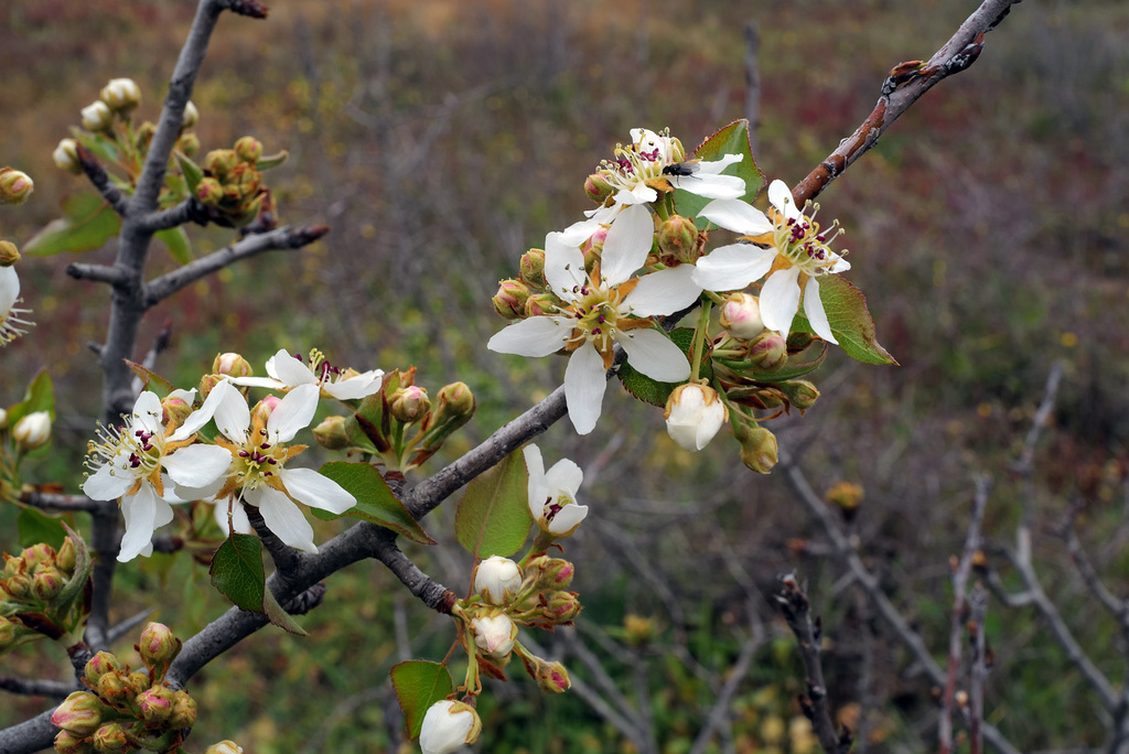 Malus sylvestris, Penedos