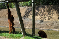 Sumatran orangutans.