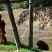 Sumatran orangutans.