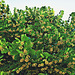 Linde in Blüte